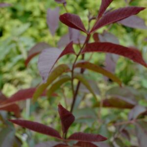 Juglans regia 'Purpurea'