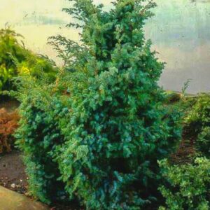 Juniperus chinensis 'Blue Alps'