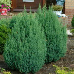 Juniperus chinensis 'Stricta'