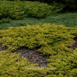 Juniperus communis 'Goldschatz'