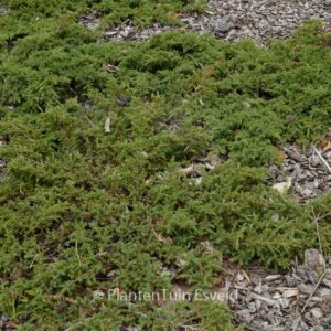 Juniperus communis 'Green Carpet'