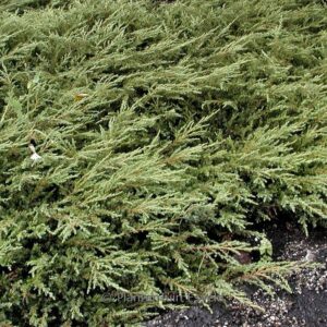 Juniperus communis 'Repanda'