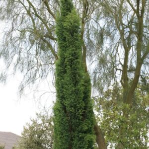 Juniperus communis 'Suecica'