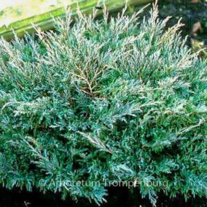 Juniperus horizontalis 'Andorra Compact'