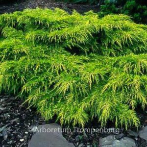 Juniperus pfitzeriana 'Gold Coast'