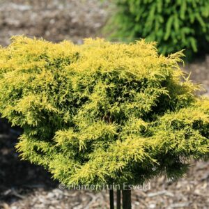 Juniperus pfitzeriana 'Gold Star'