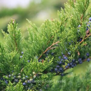 Juniperus pfitzeriana 'Mint Julep'