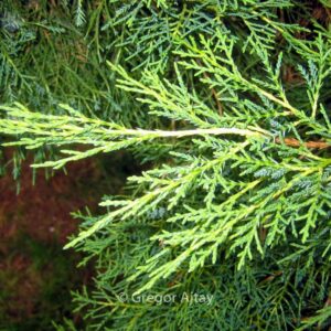 Juniperus pfitzeriana 'Pfitzeriana Aurea'