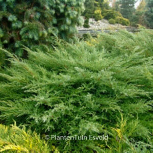 Juniperus pfitzeriana 'Pfitzeriana Compacta'