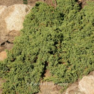 Juniperus procumbens 'Nana'