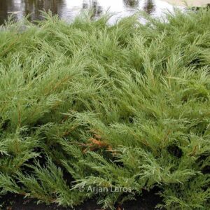 Juniperus sabina 'Hicksii'