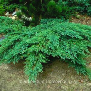 Juniperus sabina 'Rockery Gem'