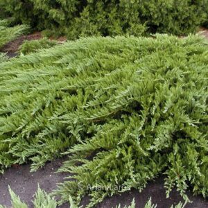 Juniperus sabina 'Tamariscifolia'