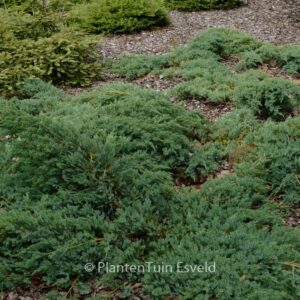 Juniperus squamata 'Blue Carpet'
