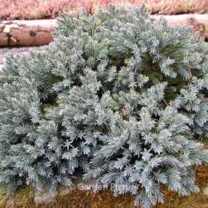 Juniperus squamata 'Blue Star'