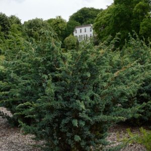 Juniperus squamata 'Meyeri'
