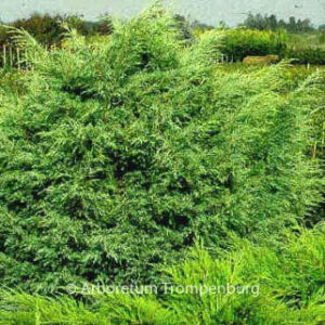 Juniperus virginiana 'Hetz'