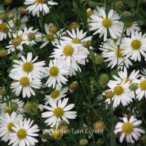 Kalimeris incisa 'Alba'