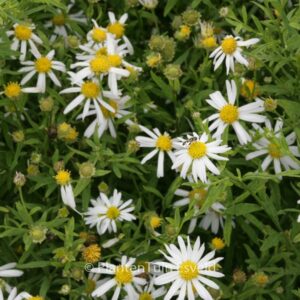 Kalimeris mongolica 'Mon Jardin'