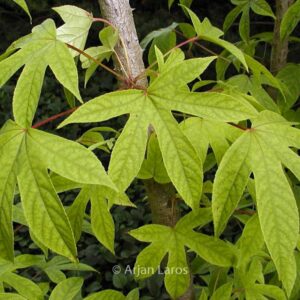 Kalopanax septemlobus maximowiczii