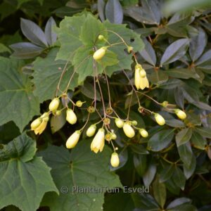 Kirengeshoma koreana