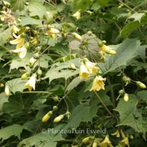 Kirengeshoma palmata