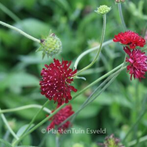 Knautia macedonica 'Mars Midget'