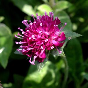 Knautia macedonica 'Melton Pastels'