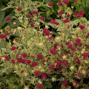 Knautia macedonica 'Thunder and Lightning'