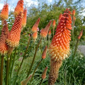 Kniphofia 'Alcazar'