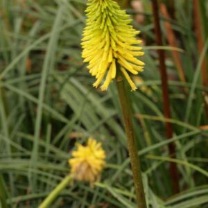 Kniphofia 'Bees Lemon'
