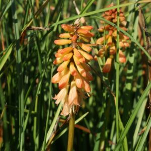 Kniphofia 'Creamsicle'