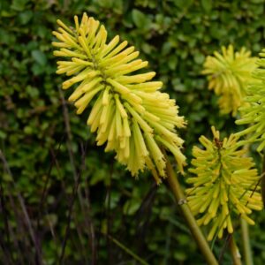 Kniphofia 'Dorset Sentry'