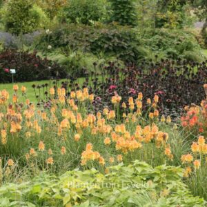 Kniphofia 'Ember Glow'