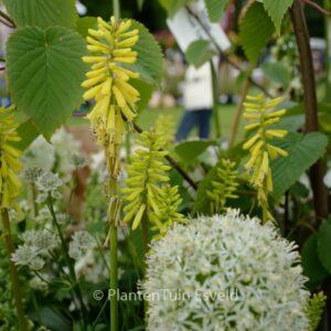 Kniphofia 'Lemon Popsicle'