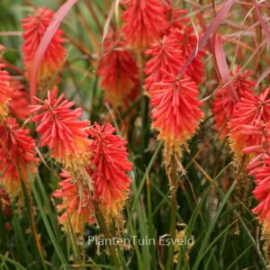 Kniphofia 'Papaya Popsicle'