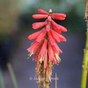 Kniphofia 'Redhot Popsicle'