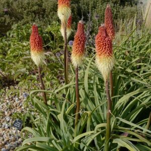Kniphofia caulescens