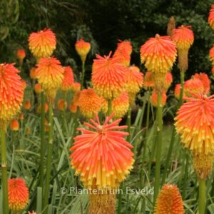 Kniphofia rooperi