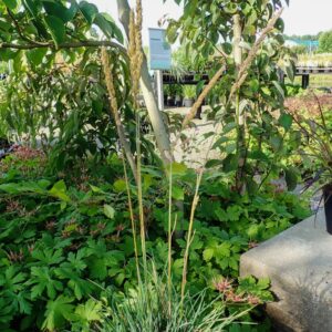 Koeleria glauca 'Coolio'