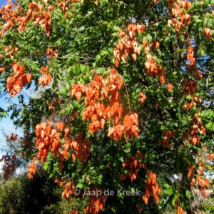 Koelreuteria paniculata
