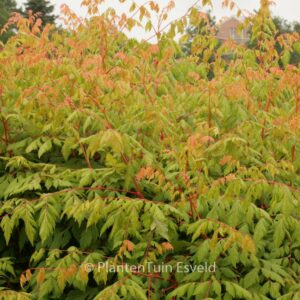 Koelreuteria paniculata 'Coral Sun'