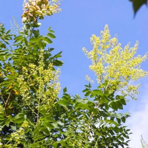Koelreuteria paniculata 'Fastigiata'