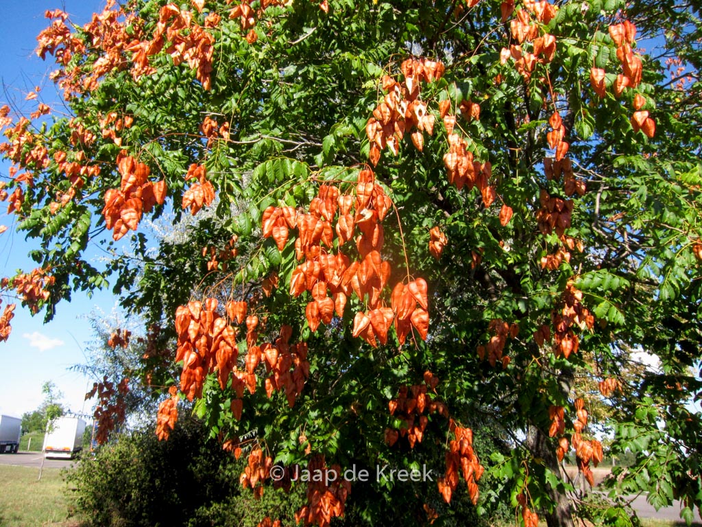 Koelreuteria paniculata
