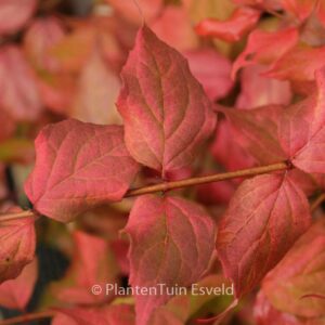 Kolkwitzia amabilis 'Maradco'