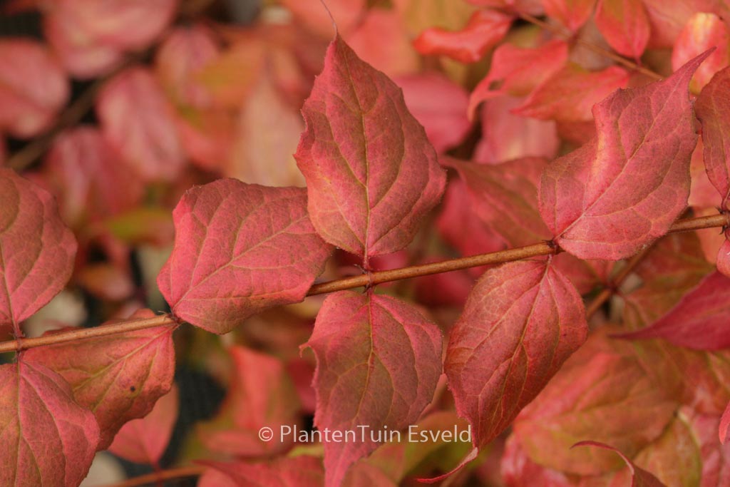 Kolkwitzia amabilis 'Maradco'