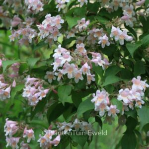 Kolkwitzia amabilis 'Pink Cloud'