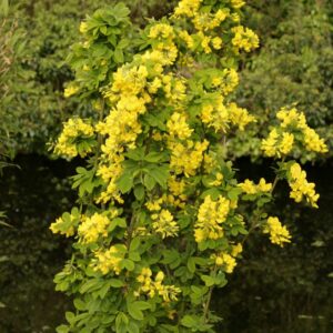 Laburnum anagyroides 'Sunspire'