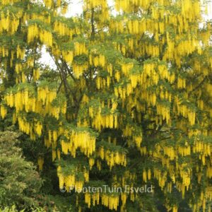 Laburnum watereri 'Vossii'