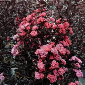Lagerstroemia 'Ebony Flame' (BLACK DIAMOND BEST RED) (BLACK SOLITAIRE)